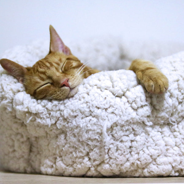 Sleep Deeper, Wake Sharper: The Ashwagandha Advantage