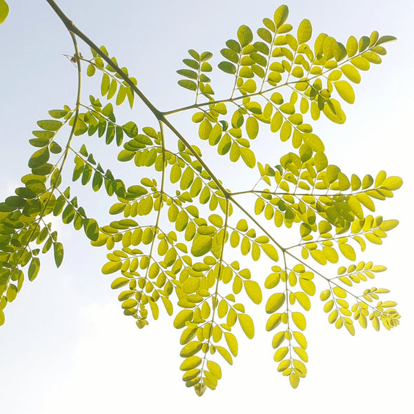 Science Meets Tradition: What Research says about Moringa